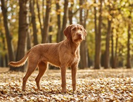Wirehaired Vizsla