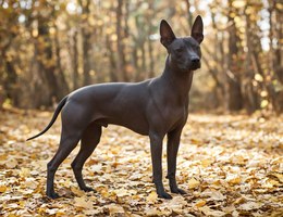 Xoloitzcuintli