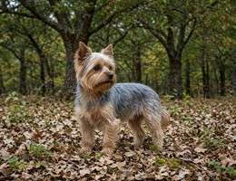 Yorkshire Terrier